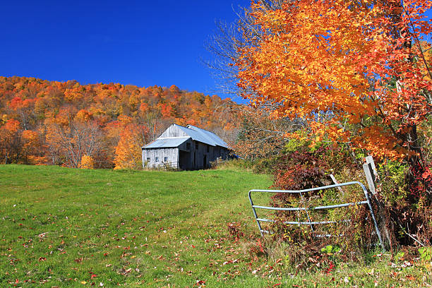 istock Autumn in Vermont 176115326
