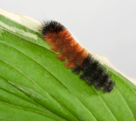 a black and rust colored catapillar isolated on white. some call it the wooly bear. I've heard it is for a Tiger Moth.
