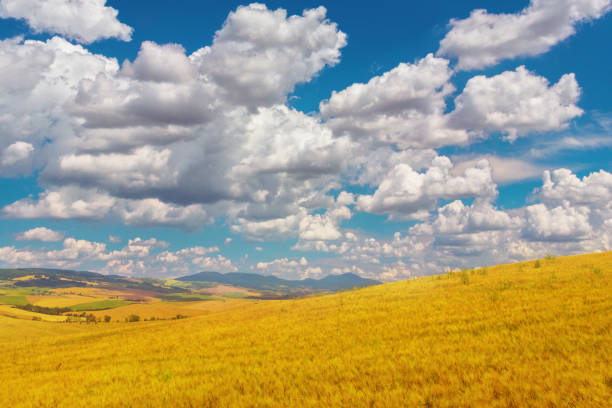 istock Landscape in Tuscany - Wheat fields in the summer 1761155308