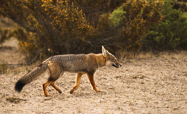 fuegian fox (zorro kolpeo) chodzić na półwysep valdez - fuegian zdjęcia i obrazy z banku zdjęć