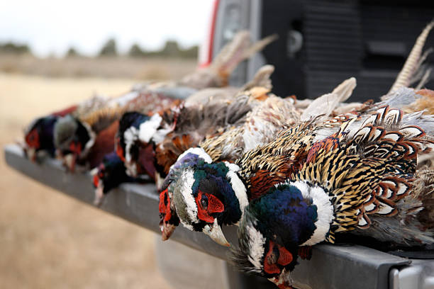 dead faisão's - pheasant hunting bird gamebird - fotografias e filmes do acervo