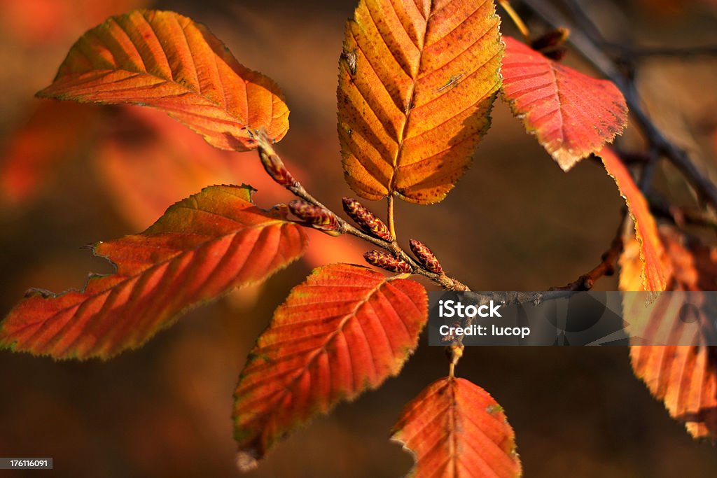 Luce solare sulle foglie - Foto stock royalty-free di Albero