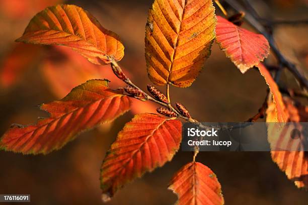 Luce Solare Sulle Foglie - Fotografie stock e altre immagini di Albero - Albero, Albero deciduo, Ambientazione esterna