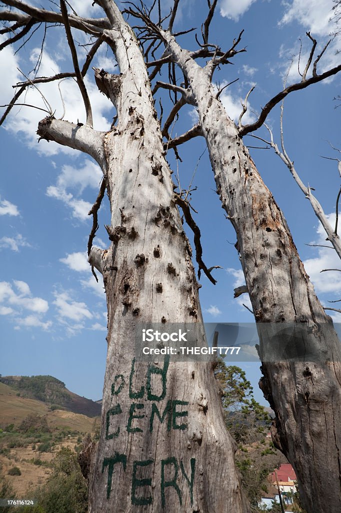 Vecchio albero morto nel Cemetry - Foto stock royalty-free di Albero