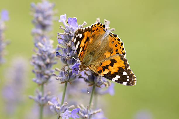 cardo farfalla su lavenders - insect animal eye flower flower head foto e immagini stock