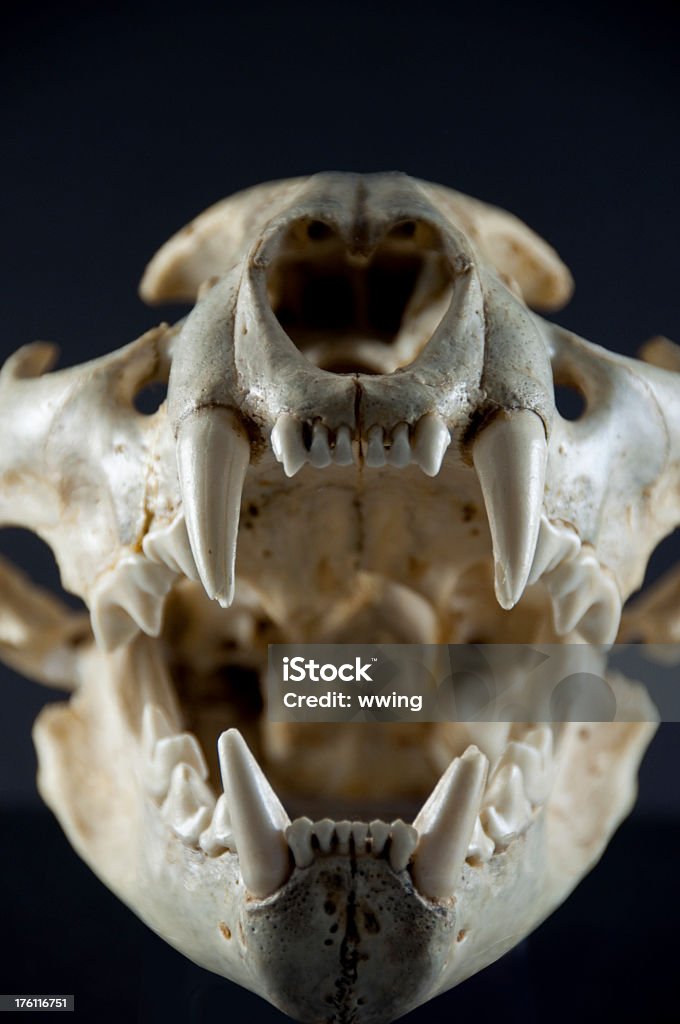 Открытый рот ягуар Skull - Стоковые фото Горный лев роялти-фри