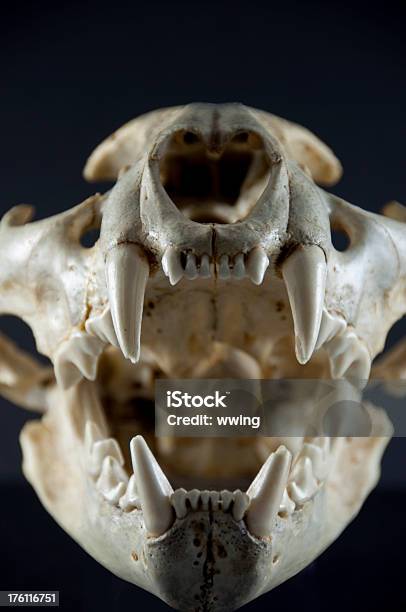 Открытый Рот Ягуар Skull — стоковые фотографии и другие картинки Горный лев - Горный лев, Вертикальный, Жуткий