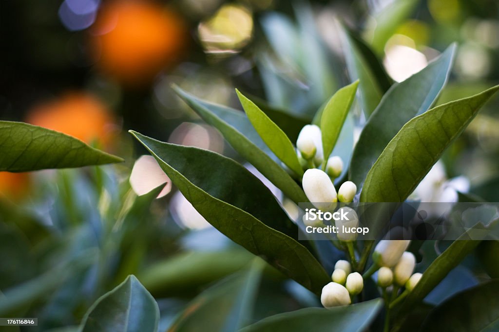 Nahaufnahme des azahar Blumen in einem orange tree - Lizenzfrei Orangenbaum-Blüte Stock-Foto