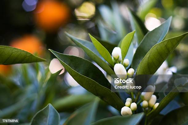 Nahaufnahme Des Azahar Blumen In Einem Orange Tree Stockfoto und mehr Bilder von Orangenbaum-Blüte - Orangenbaum-Blüte, Baumblüte, Blatt - Pflanzenbestandteile
