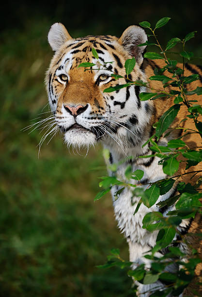 tiger - tiger animal sumatran tiger endangered species 뉴스 사진 이미지