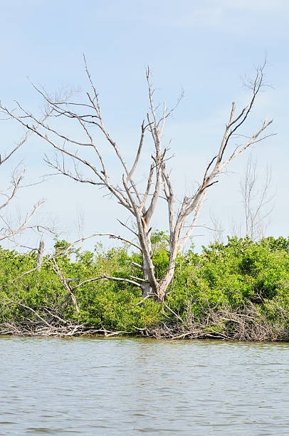 hurrican daños muertos palmeras en isla sanibel, florida - hurrican fotografías e imágenes de stock