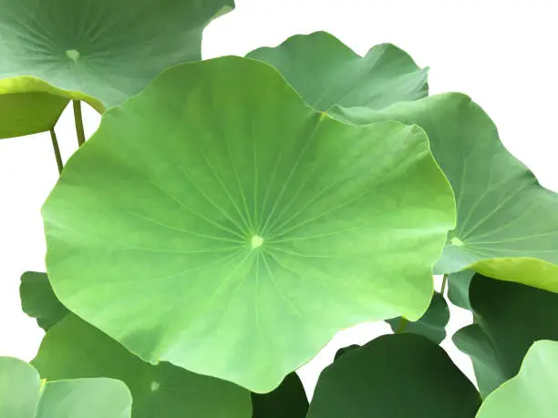 lotus leaf or waterlily leaf isolated on white background with clipping paths.