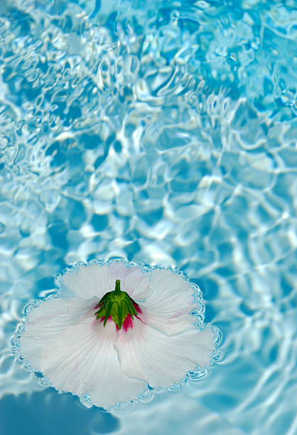 istock White Hibiscus Flower Floating on Water 176117095