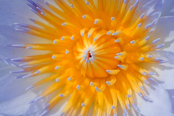istock Center of  Lotus Top View 176117118