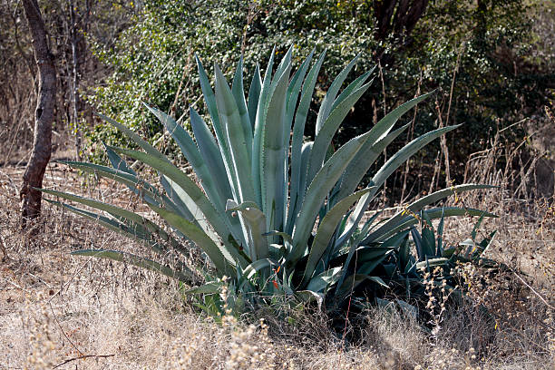 istock Sisal plant (Agave sisalana) growing in Zambia 176117142