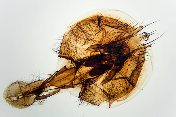 istock Housefly mouth parts 176117192