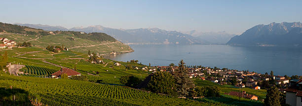 istock Vineyards above Lake Geneva on Summer Evening Panorama 176117274