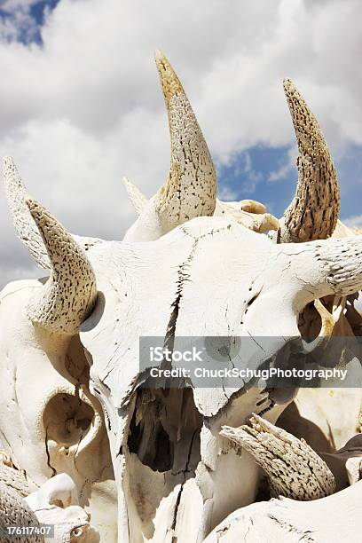 Cráneo Bocinas De Bisonte De Dirigir Los Huesos Foto de stock y más banco de imágenes de Afilado - Afilado, Agrietado, Aire libre