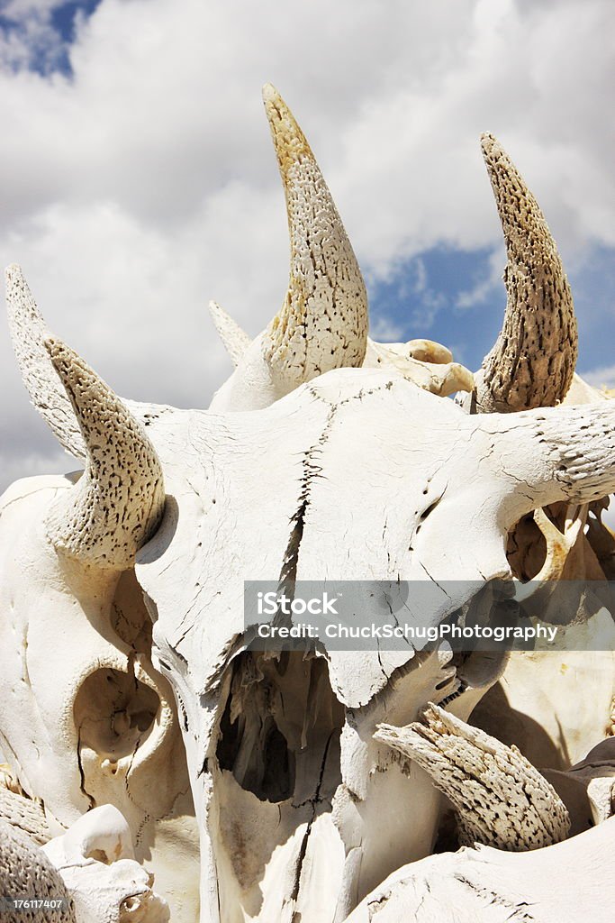 Os de taureau mort Horns Bison - Photo de Anatomie libre de droits