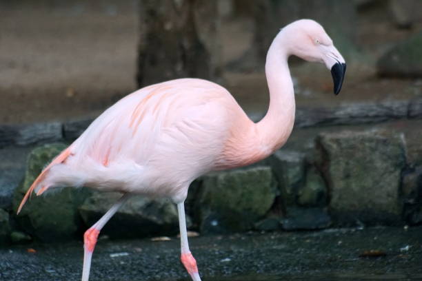istock large bird, flamingo 1761174696