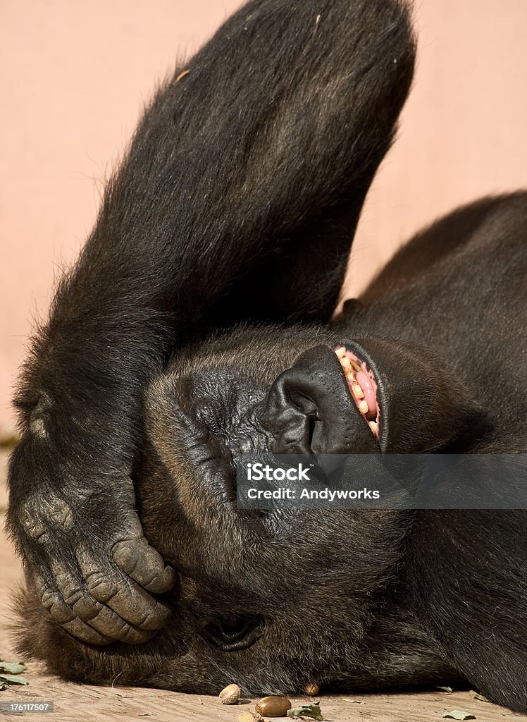 Lustiger Gorilla mit Kopfschmerzen - Lizenzfrei Bedrohte Tierart Stock-Foto