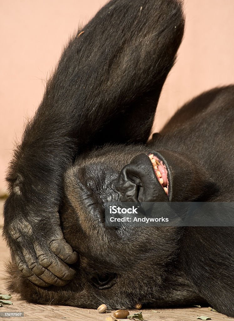 Gorilla divertente con mal di testa - Foto stock royalty-free di Ambientazione esterna