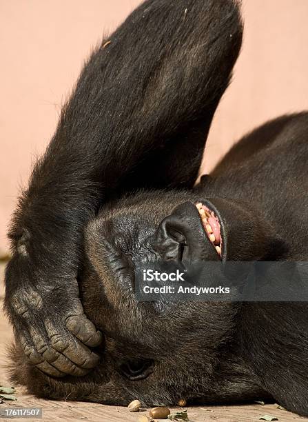 Gorilla Divertente Con Mal Di Testa - Fotografie stock e altre immagini di Ambientazione esterna - Ambientazione esterna, Animale, Animale selvatico