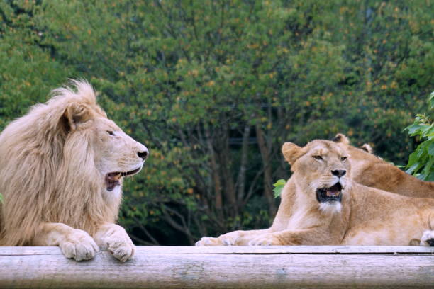 istock lion, king of beasts 1761175289