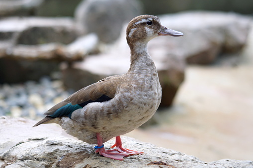 Japanese Duck Stock Photo - Download Image Now - Africa, Anatinae