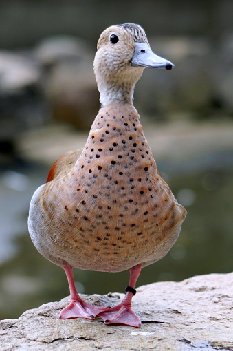 Japanese Duck Stock Photo - Download Image Now - Africa, Anatinae