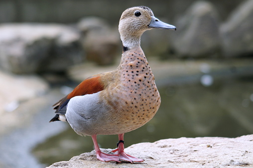Japanese Duck Stock Photo - Download Image Now - Africa, Anatinae