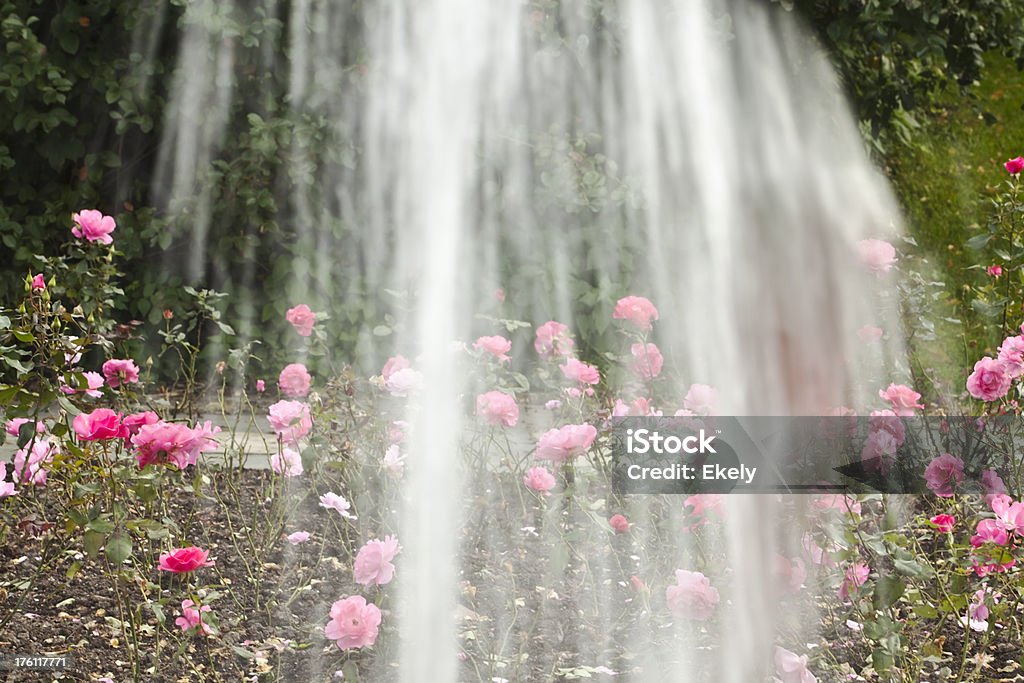 Brunnen und Rosen in einem park. - Lizenzfrei Auf Rosen gebettet Stock-Foto
