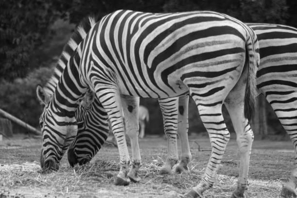 istock herd of zebras 1761179637