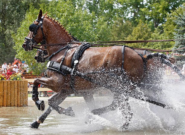 A powerful chestnut horse pair in the water obstacle on the marathon field. Canon Eos 1D MarkIII.