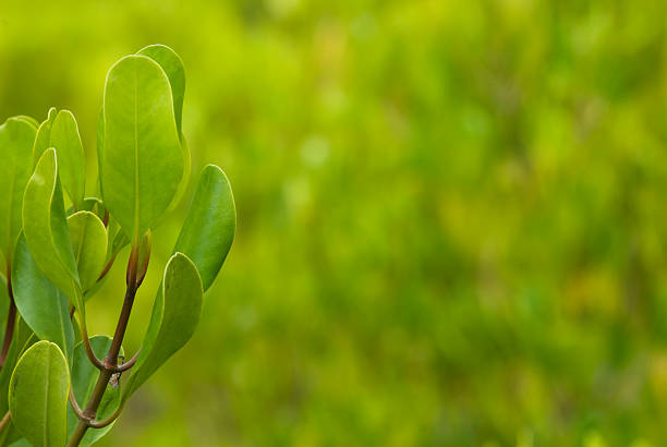 Focus on the left leaves to allow copy space on the right.MORE CHOICES BELOW IN MY LIGHTBOXES: