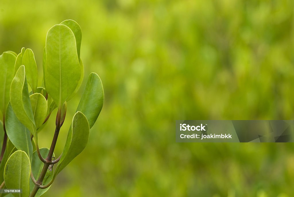 Mangue fundo verde fresco - Foto de stock de Animais em Extinção royalty-free