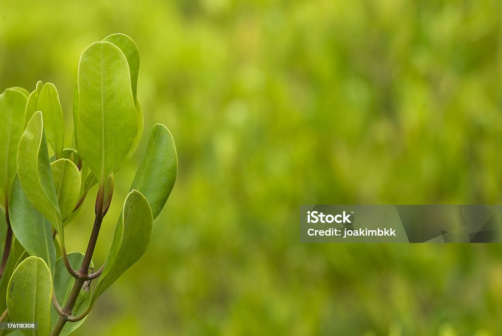 Фон зеленый свежие мангровый - Стоковые фото Без людей роялти-фри