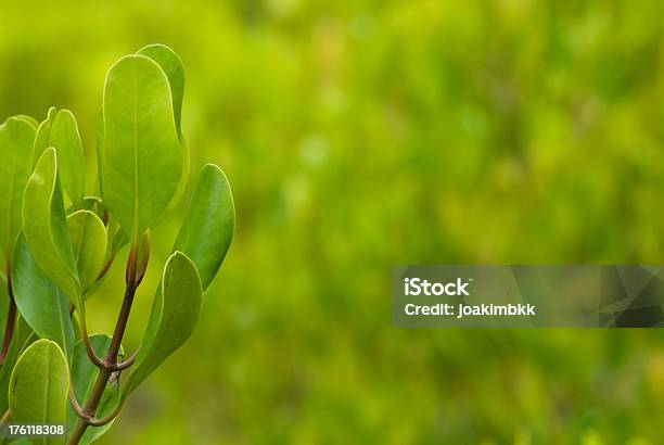 Фон Зеленый Свежие Мангровый — стоковые фотографии и другие картинки Без людей - Без людей, Ветвь - часть растения, Выборочная фокусировка