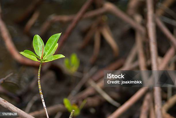 Photo libre de droit de Usine De Mangrove banque d'images et plus d'images libres de droit de Mangrove - Arbre tropical - Mangrove - Arbre tropical, Forêt de mangrove, Flore