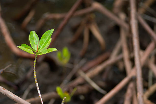 Mangrove plant That starts to recover with selective focus on the green leaf. With copy space on the right.Other versions below: mangrove habitat stock pictures, royalty-free photos & images