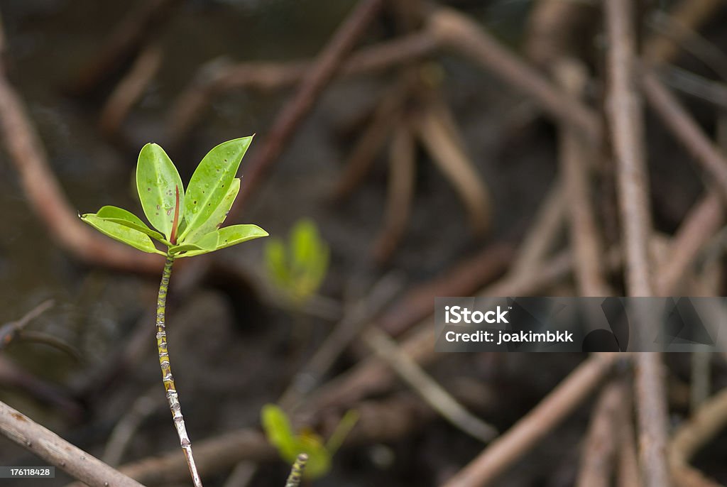 Мангровые растение - Стоковые фото Мангр роялти-фри