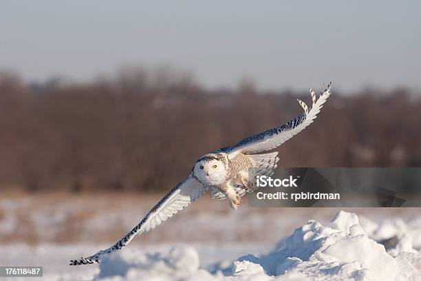 Foto de Coruja Da Neve e mais fotos de stock de Animal - Animal, Branco, Canadá
