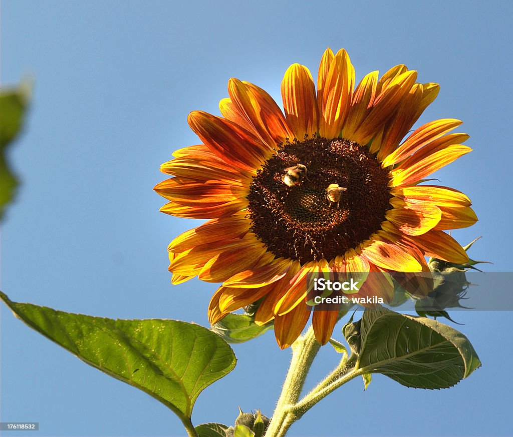 Sonnenblume mit Gesicht Lächeln foto - Lizenzfrei Abstrakt Stock-Foto