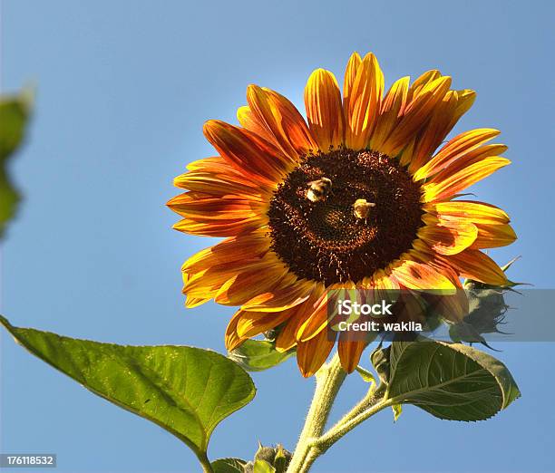 Sonnenblume Mit Gesicht Lächeln Foto Stockfoto und mehr Bilder von Abstrakt - Abstrakt, Agrarbetrieb, Blau