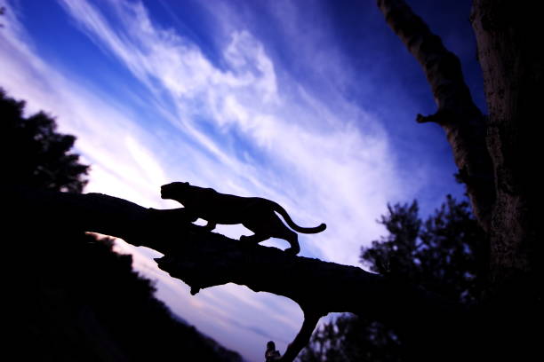 leopard silhouette. - leopard prowling black leopard undomesticated cat imagens e fotografias de stock