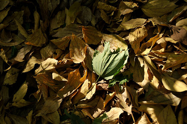 Green leaf surrounded by fall leave stock photo