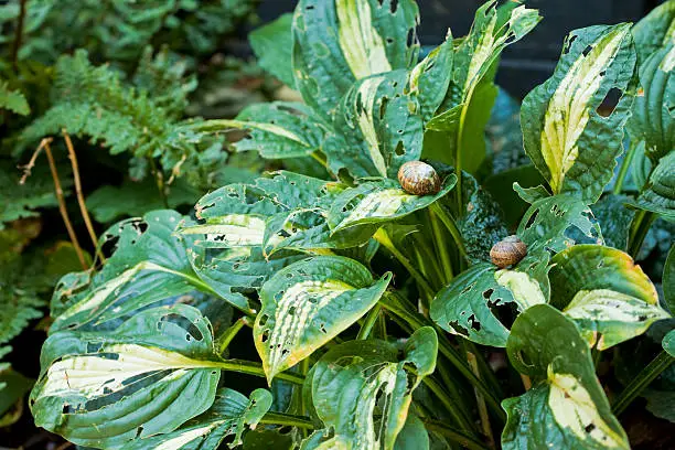 Horizontal colour image of hosta plants in a garden which have multiple holes where they have been eaten by snails and slugs. Two snails in shot. Eye level.