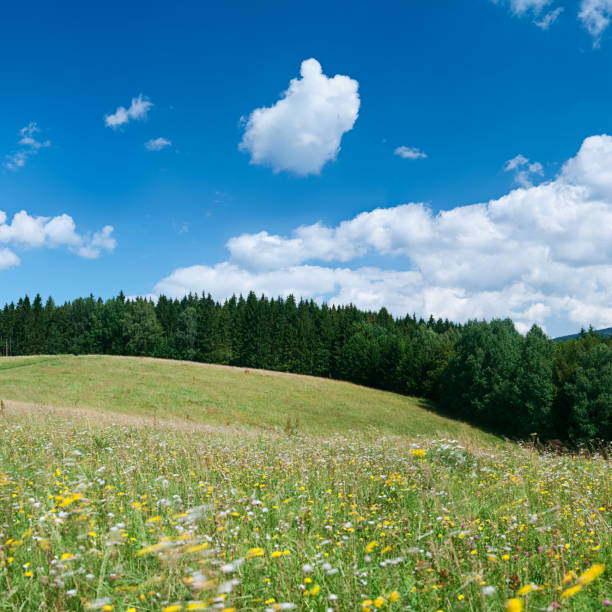 istock Square spring landscape 54MPix XXXL - meadow, blue sky 176119424