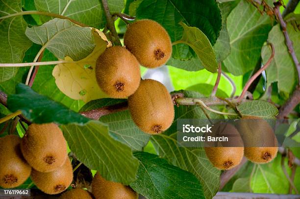 Kiwi Fruits On Branch Stock Photo - Download Image Now - Agriculture, Branch - Plant Part, Citrus Fruit