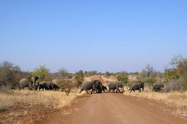 istock Large herd of African elephants crossing a dirt track 176119664